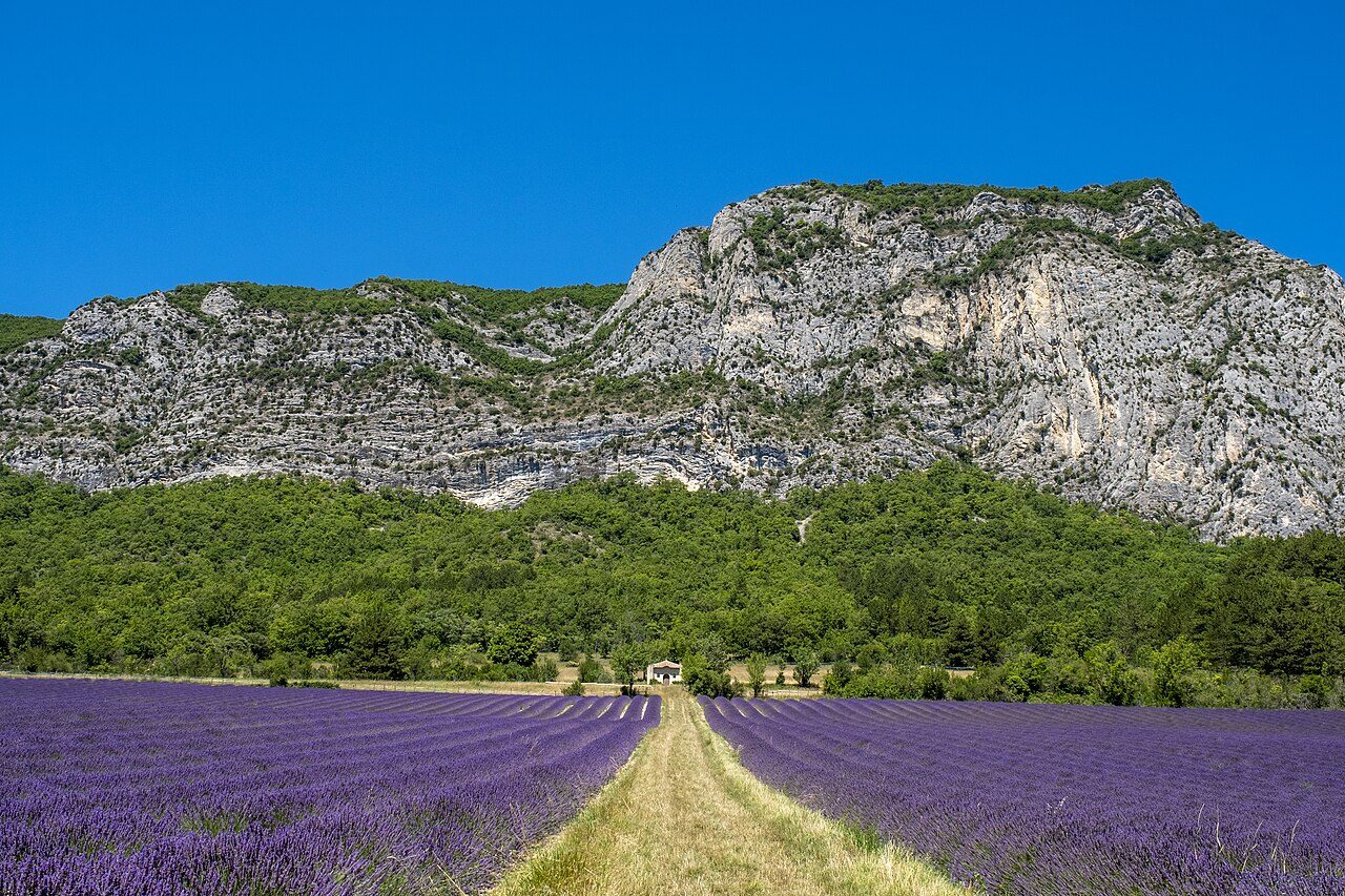 Champ de lavande en fleur devant les falaises calcaires de la forêt de Saoû, dans la Drôme
